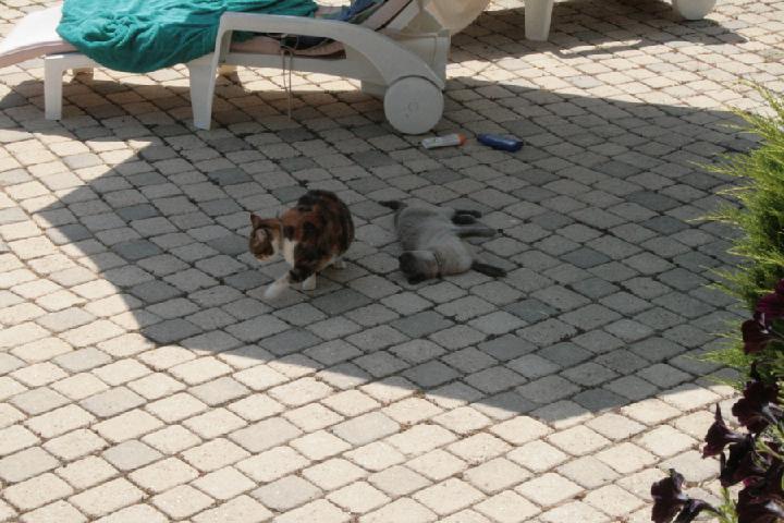 2012-08 005.JPG